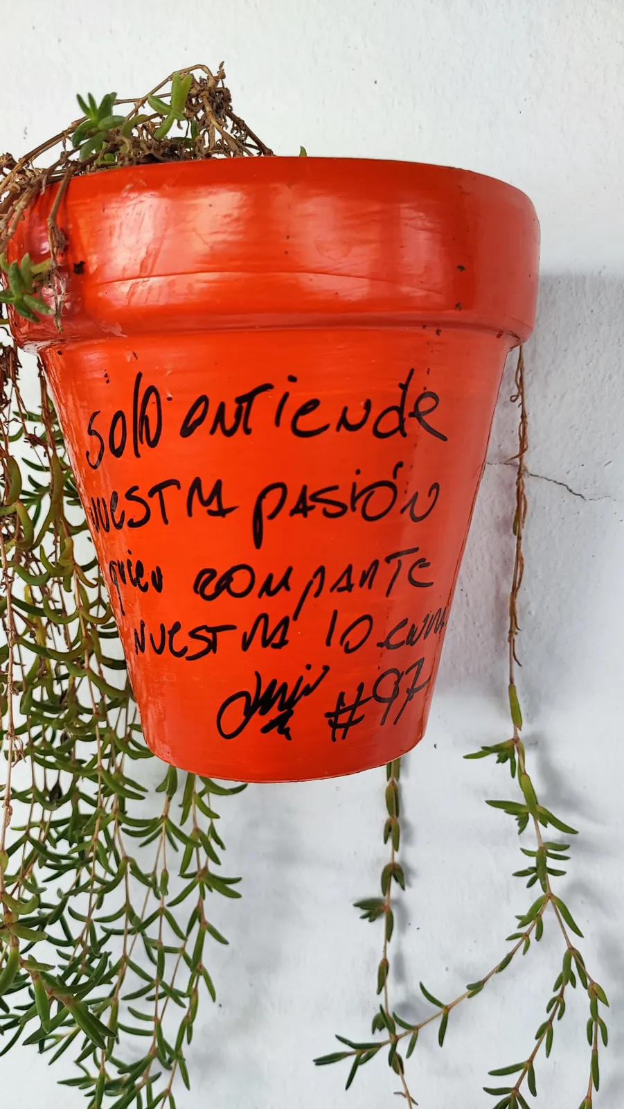 Maceta firmada por clientes de Abacería La Familia, en Castilleja de la Cuesta (36 de 54)