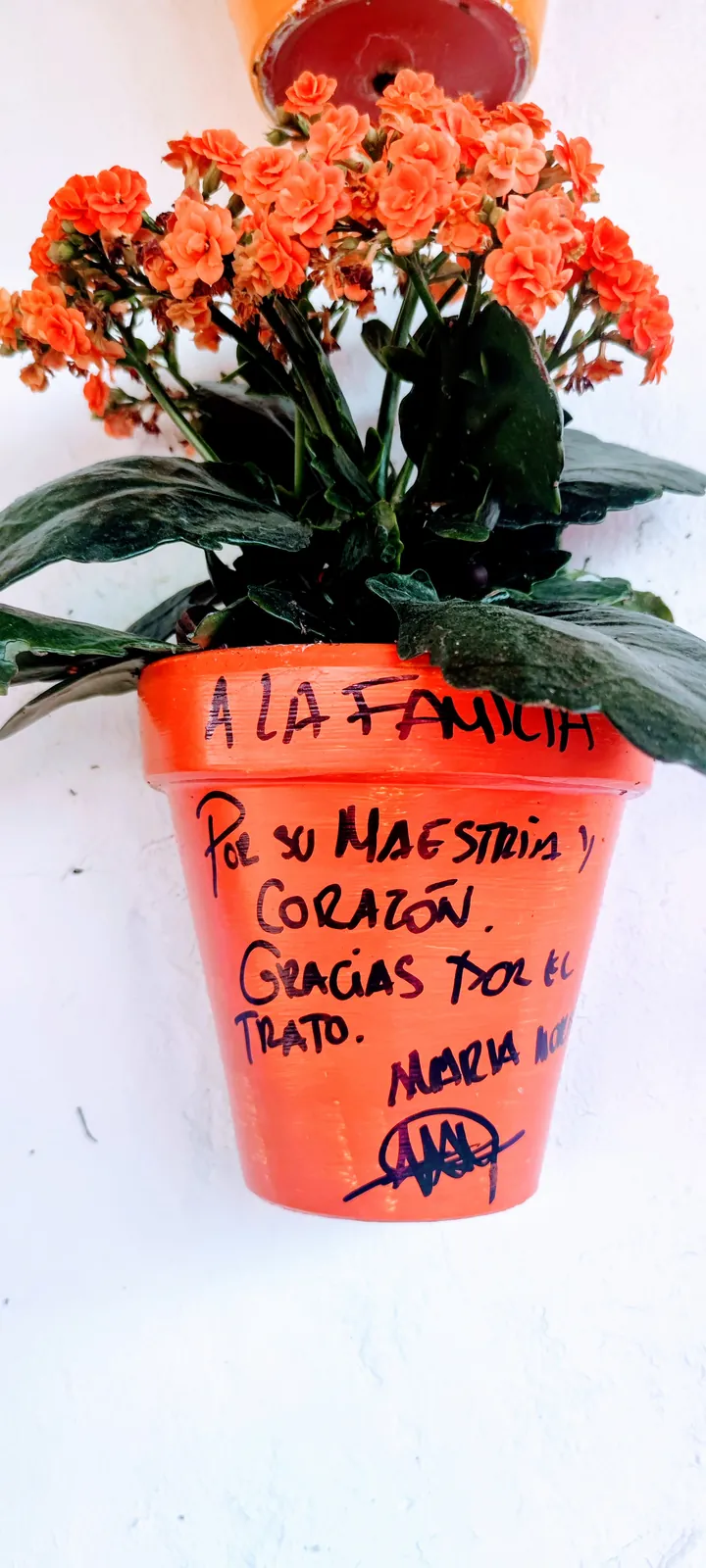 Maceta firmada por clientes de Abacería La Familia, en Castilleja de la Cuesta (48 de 54)