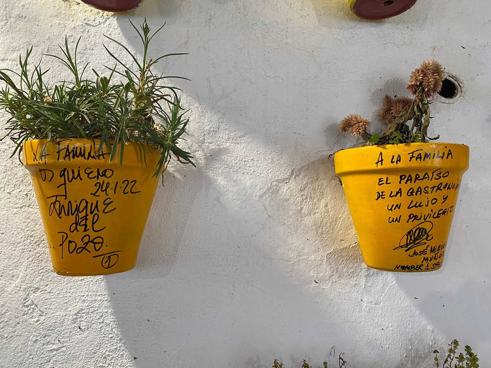 Maceta firmada por clientes de Abacería La Familia, en Castilleja de la Cuesta (54 de 54)